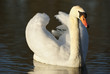 Swan
