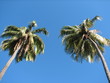 cocotiers jumeaux cocotiers jumeaux