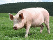 Mother Pig 