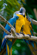 romantic blue and yellow macaws