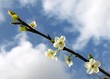 Bourgeons au printemps