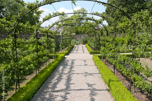 Cherry Tree Walk