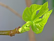 figuier : bourgeon de printemps