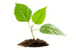 Transplant of a tree