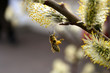 The bee is groundless and collects pollen paws on a flower 