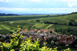 Vineyard