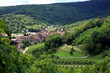 Vineyard