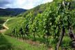 Vineyard