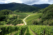 Vineyard Vineyard