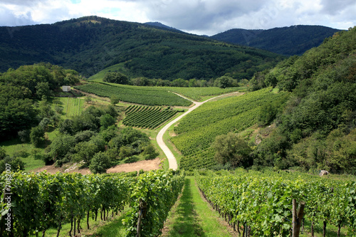 Vineyard