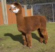 Brown White Calico Alpaca Llama