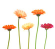 fleur fleur