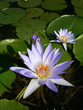 nenuphar