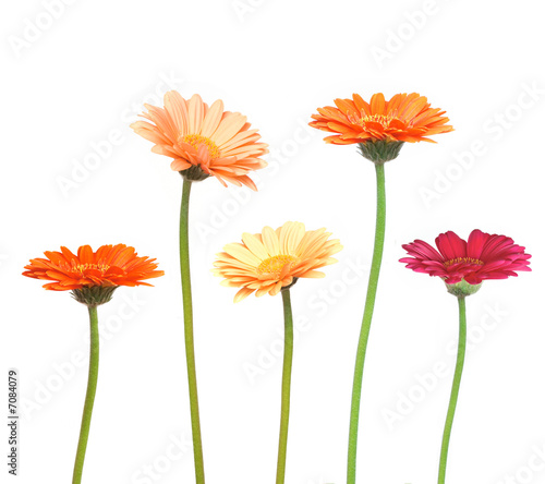 fleur
