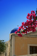Santorini - bougainvillea  in Oia