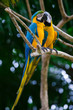 romantic blue and yellow macaws long shot
