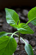 Bell Pepper Sprout