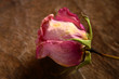 Dried Rose on Wood Background