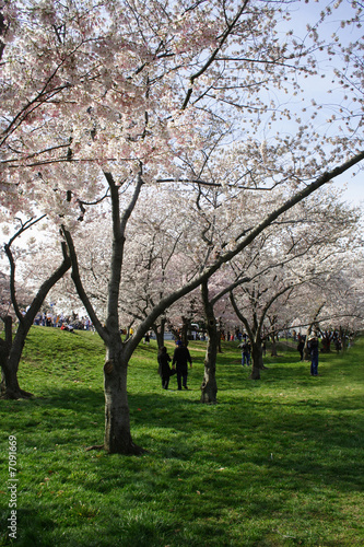 Photo: Cheery Blossom Cheery Blossom
