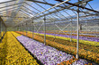 greenhouse-colorful pansies inside