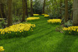 beautiful garden