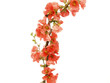 Fleur de buisson