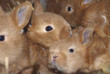 lapins