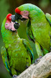 a pair of military macaws kissing