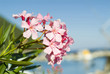 Oleander Oleander