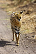 Serval Cat