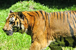 Tiger of Sumatra swimming in the jungle Tiger of Sumatra swimming in the jungle