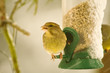 Greenfinch in snow
