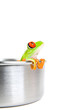 frog in cooking pot isolated on white