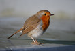 Robin