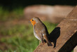 Robin on a beam