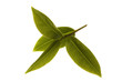 fresh tea leaves fresh tea leaves