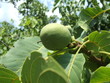 Green walnut Green walnut