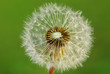 Image : Löwenzahn (dandelion) Blüte
