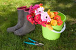 colorful daisies in bucket on lawn - yardwork