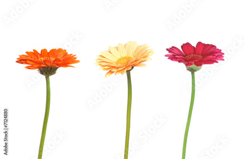 fleurs fleurs