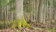 Spring landscape of old forest and water