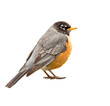 American Robin