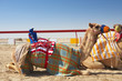 Robot camel racing
