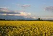 champs de colza