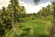 Rice Terrace in Bali