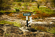 Bird at a Stop Sign  in Galapagos