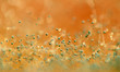 Images : burgeon 