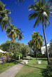 palm trees
