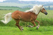 Pferd - Galopp
