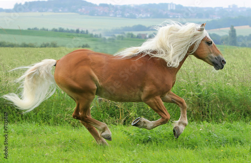 Photo: Pferd - Galopp Pferd - Galopp